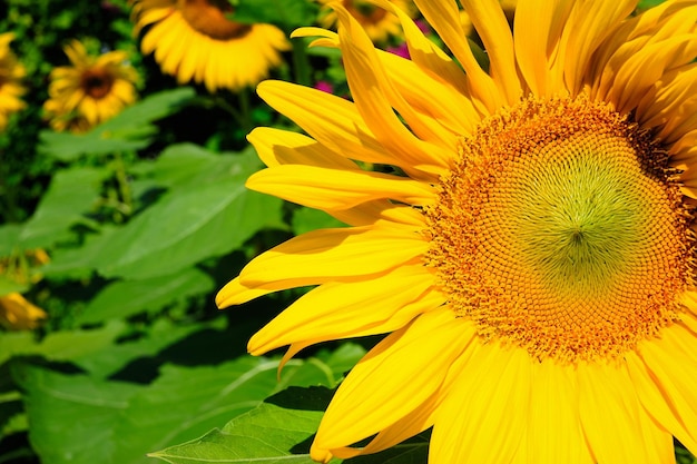 close-up van zonnebloem