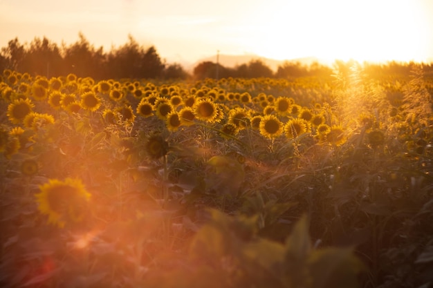 Close-up van zonnebloemen bij zonsondergang