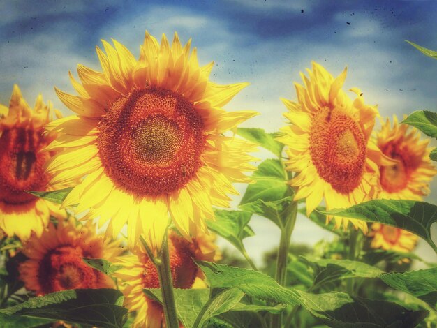 Foto close-up van zonnebloemen die bloeien in het veld tegen de lucht