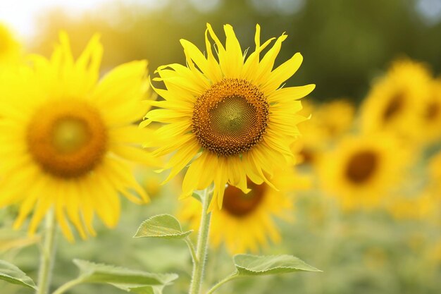 Foto close-up van zonnebloemen die bloeien op het veld