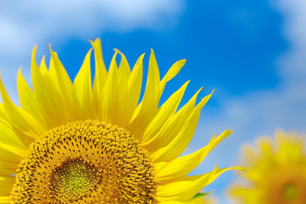 Close-up van zonnebloemen die bloeien tegen de blauwe hemel