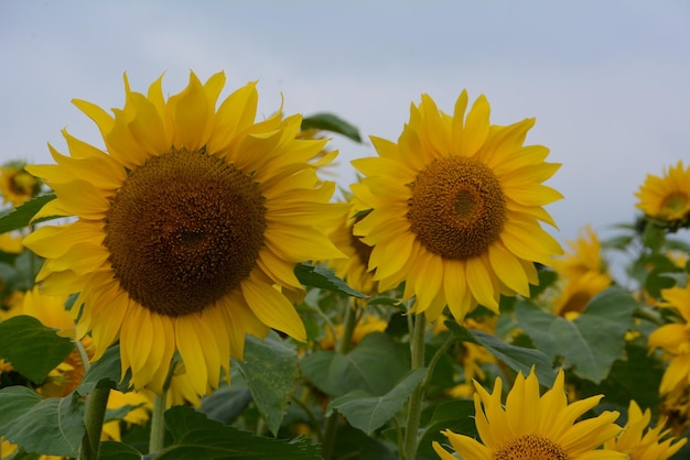Close-up van zonnebloemen die bloeien tegen de lucht