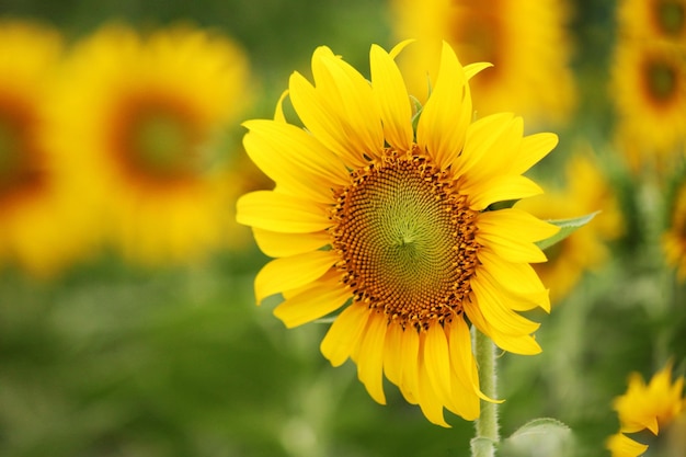 Close-up van zonnebloemen die buiten bloeien
