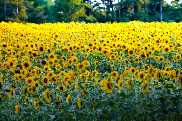 Foto close-up van zonnebloemen die in het veld bloeien