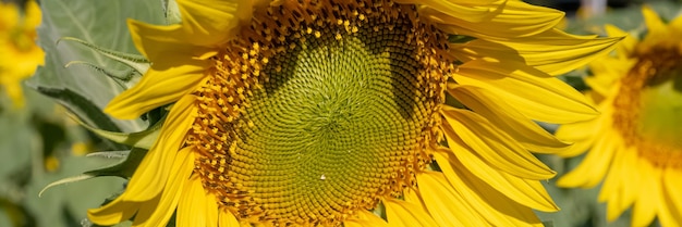 Close-up van zonnebloemen in het veld