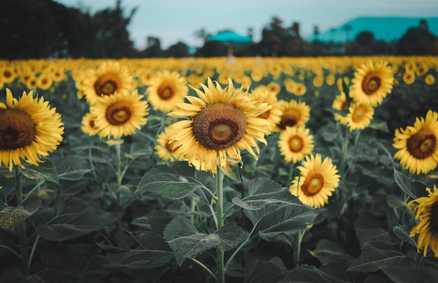 Close-up van zonnebloemen op het land