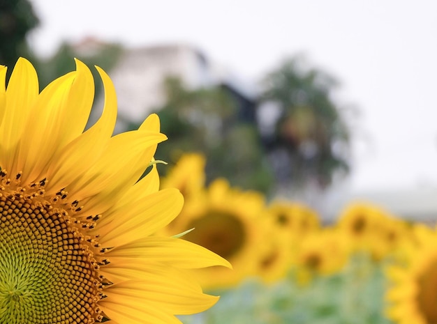 Close-up van zonnebloemen tegen een heldere lucht