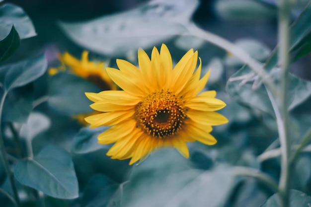 Close-up van zonnebloemen