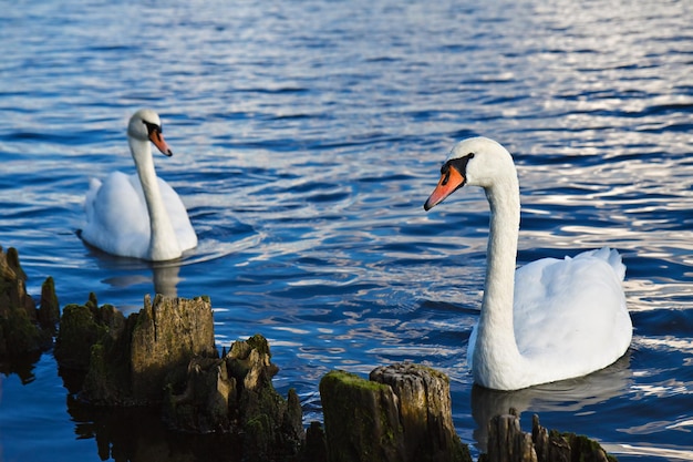 Close-up van zwanen die in het meer zwemmen