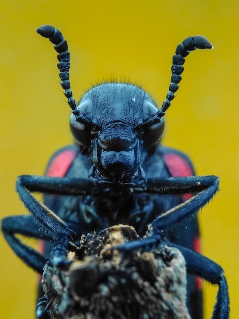 Foto close-up van zwart