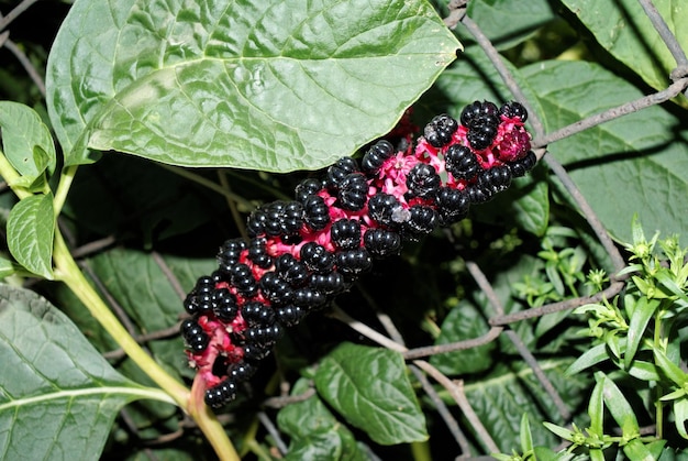 Close-up van zwarte bessen op de plant