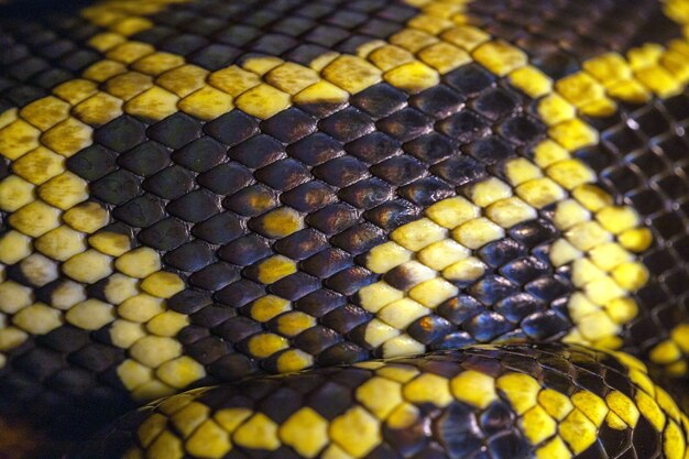 Close up van zwarte en gele python huid