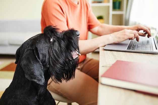 Close-up van zwarte schnauzer die op het werkproces van zijn eigenaar let terwijl zij aan laptop werkt