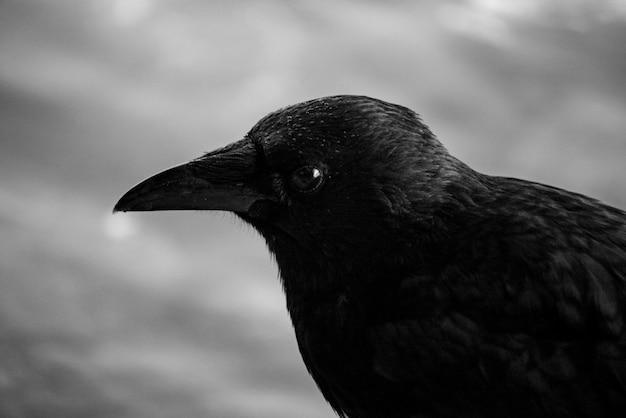 Foto close-up van zwarte vogel