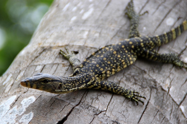 close-up of varanus macraei on wood