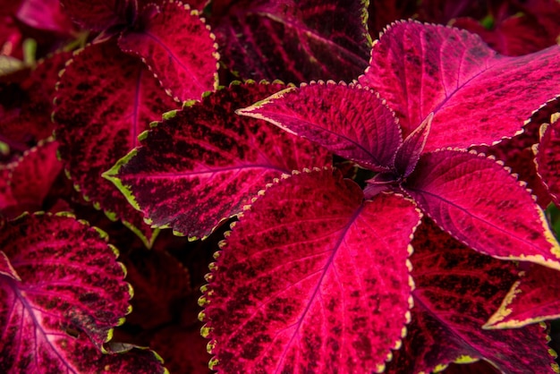 Close up of variegated burgundy and green coleus plant painted nettle decorative nettle