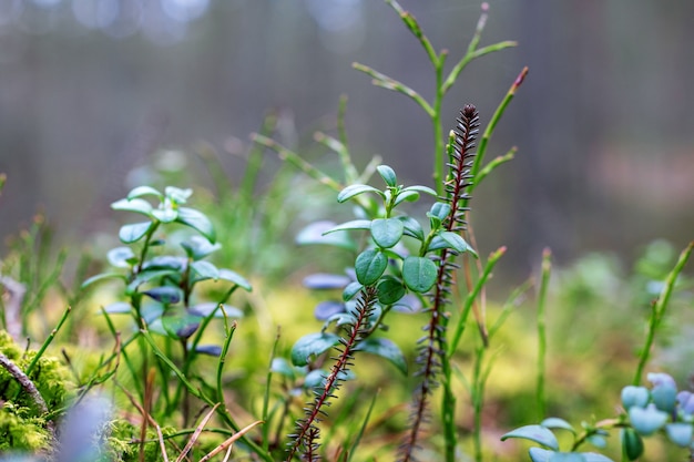 Close up of various forest plants macro