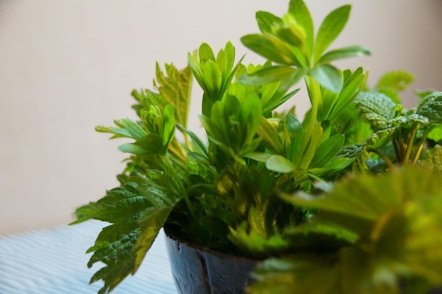 close-up of various herbs in bowl on table