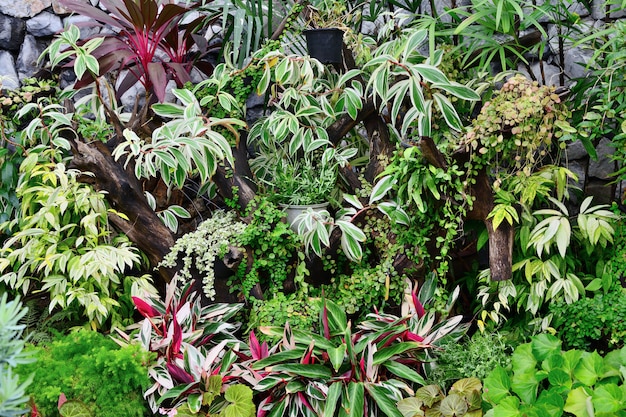 Foto chiuda in su di varie piante ornamentali
