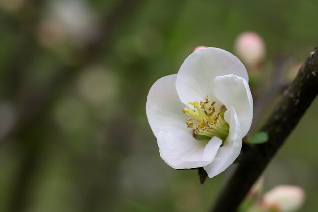 Close up veel delicate witte bloemen van witte Chaenomeles japonica struik algemeen bekend als Japanse of Maule's quince in een zonnige lente tuin prachtige Japanse bloemen bloemige achtergrond sakura