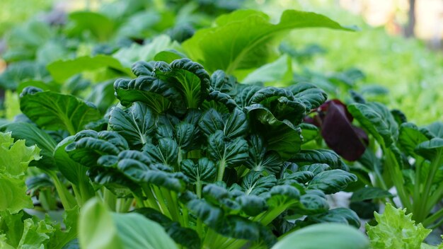 A close up of a vegetable garden with a green leafy vegetable in the background.