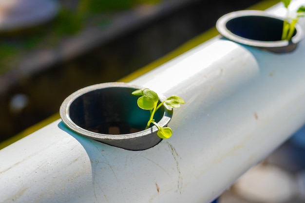 水耕栽培モジュールに植える準備をしている野菜の芽のクローズアップ。