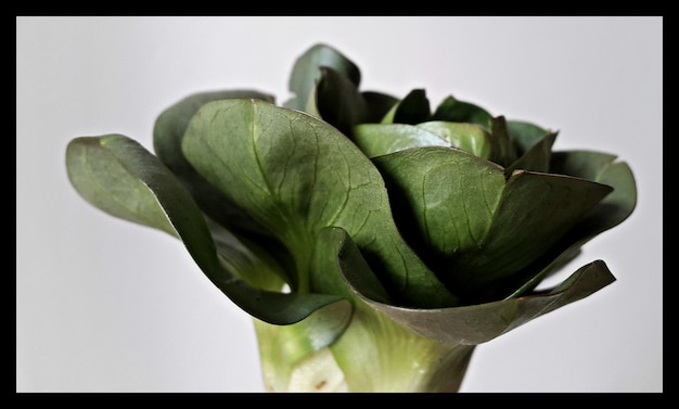 Photo close-up of vegetable