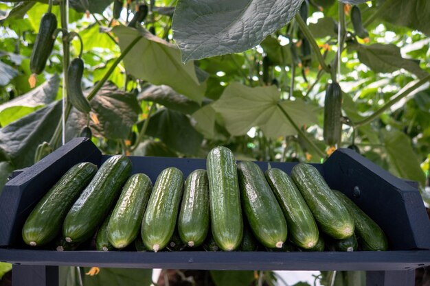 Photo close-up of vegetables