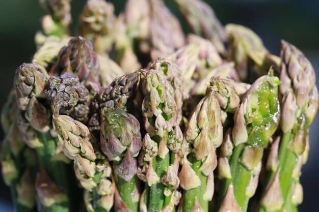 Photo close-up of vegetables