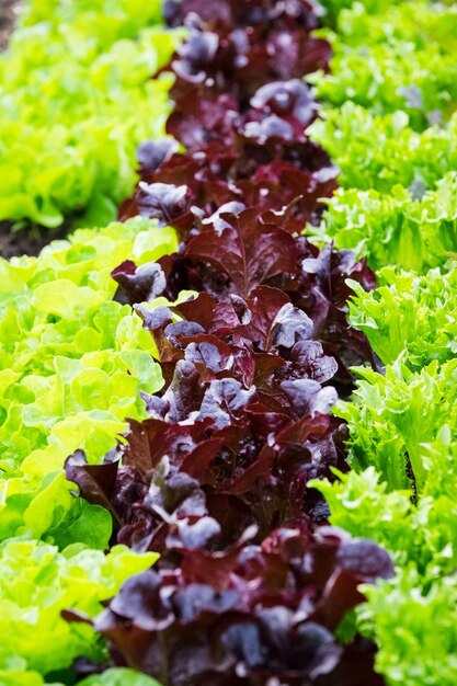 Close-up of vegetables