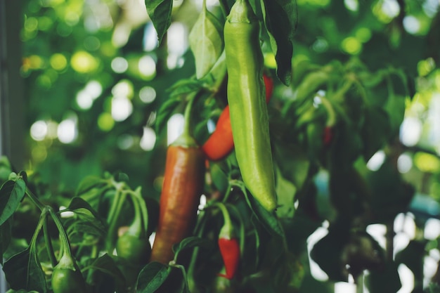 Close-up of vegetables