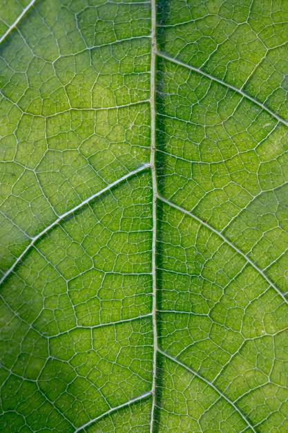 Close up of veins of leaf