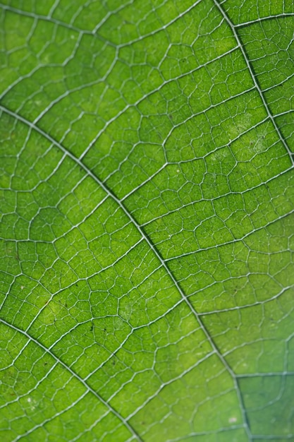 Close up of veins of leaf