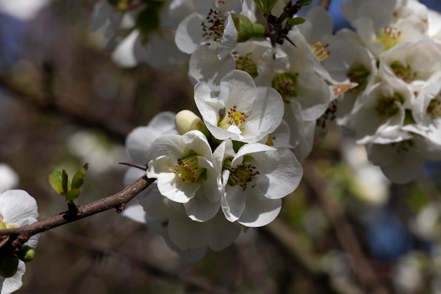 Close up vele delicate witte bloemen van witte chaenomeles japonica struik chaenomeles vilmoriniana