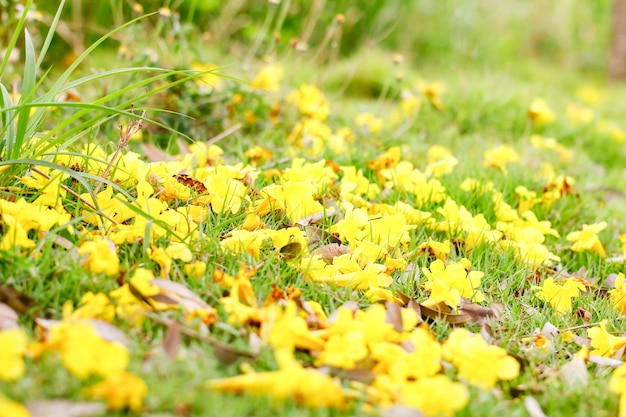 Close-up vele gele zilveren trompetbloemen