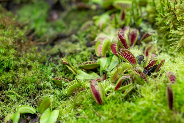 Крупный план венериной мухоловки или плотоядного комнатного растения Dionaea muscipula