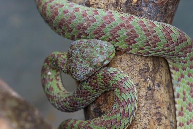 Photo close up venus' pitviper snake