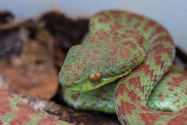 Photo close up venus' pitviper snake