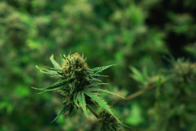 Close-up verheugende cannabis hennep met knop in kweekfaciliteit indoor farm