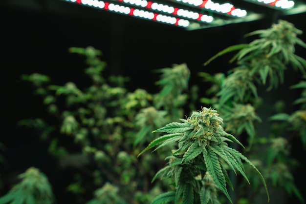 Foto close-up verheugende cannabis hennep met knop in kweekfaciliteit indoor farm