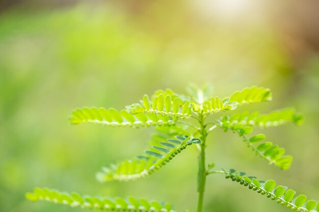 Close-up vers groen blad met zonlicht in de tuin