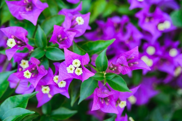 Close-up verse tropische bougainvillea of bougainville violet bloeiende bloemen op groene bladeren achtergrond, horizontale buiten zomer bloemen en botanische stock foto afbeelding behang