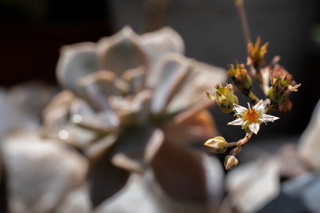 Primo piano di un fiore succulento molto piccolo. messa a fuoco selettiva.