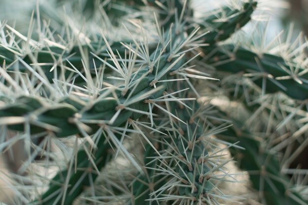 Primo piano su cactus molto appuntiti, cactus spinosi su sfondo sfocato