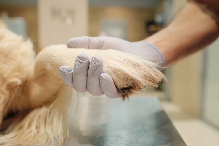 Photo close-up of the vet in protective gloves holding dog's paw and taking care of animals