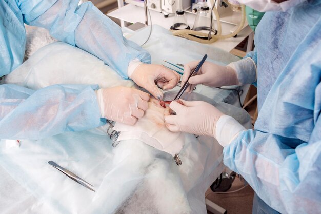 Close up of veterinarian or doctor with scalpel doing surgery in the clinic