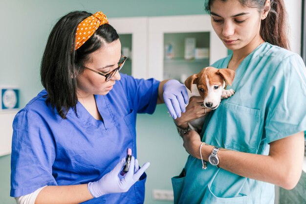 Photo close-up of veterinarian examining dog at hospital