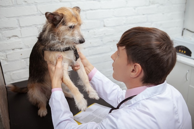 Крупным планом ветеринар, осматривающий лапы и конечности милой собаки смешанной породы в своей клинике