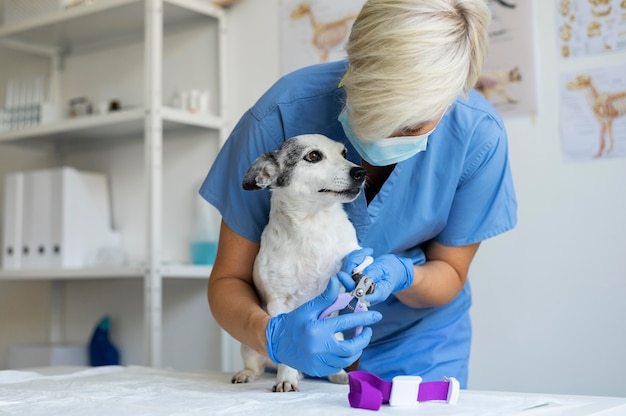 Photo close up on veterinarian taking care of dog