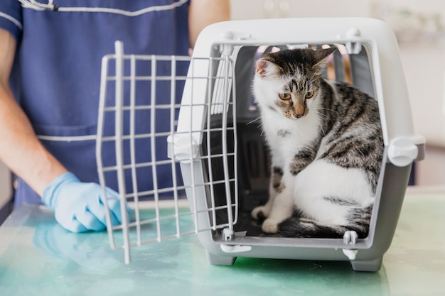 Foto veterinario del primo piano con il gatto in gabbia